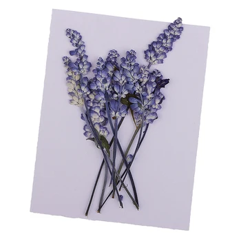 10 Pack Reálne Sušených Kvetov, Lístkov Stlačené Šalvia Kvet pre DIY Scrapbooking Vylisované Listy, Umelecké Remeslo Dekorácie 10