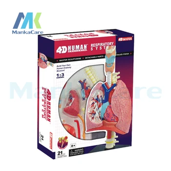 4D master vzdelávacie hračky zostavený model ľudské pľúca anatómie lekárske použitie 12