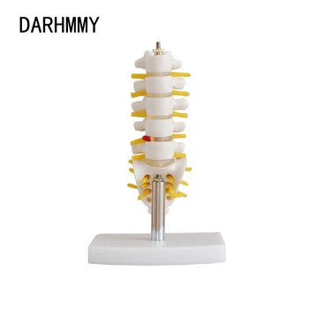 DARHMMY Mini 5 Bedrovej Chrbtice, Nervových a Kábel Stavcov Sacrum chrbtovou kosťou Lekárske Anatomický Model 11